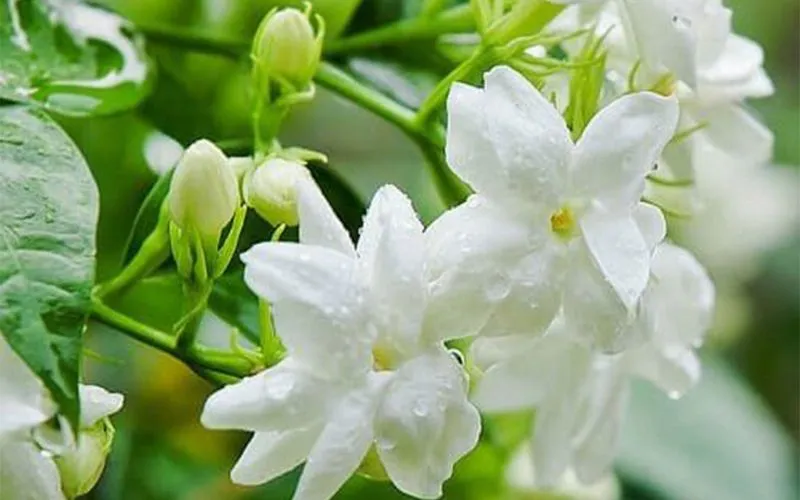Ý nghĩa và ứng dụng của hoa sòi trong thờ cúng